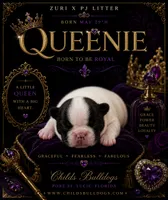 Queenie , a female French Bulldog for sale in Port Saint Lucie, FL – 1 of 1