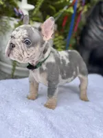 Taz , a male French Bulldog for sale in Port Saint Lucie, FL – 2 of 3