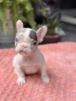 Zinnia , a female French Bulldog for sale in Port Saint Lucie, FL – 3 of 5