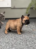 Bear, a male French Bulldog for sale in Port Saint Lucie, FL – Photo 2 of 5