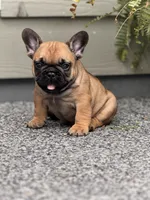 Bear, a male French Bulldog for sale in Port Saint Lucie, FL – Photo 4 of 5