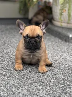 Bear, a male French Bulldog for sale in Port Saint Lucie, FL – Photo 5 of 5