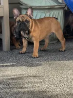 Bear, a male French Bulldog for sale in Port Saint Lucie, FL – 1 of 1