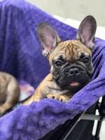 Bear, a male French Bulldog for sale in Port Saint Lucie, FL – Photo 3 of 4