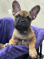 Bear, a male French Bulldog for sale in Port Saint Lucie, FL – Photo 4 of 4