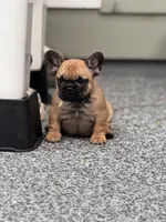 Bear, a male French Bulldog for sale in Port Saint Lucie, FL – Photo 1 of 5