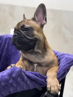 Bear, a male French Bulldog for sale in Port Saint Lucie, FL – Photo 2 of 4