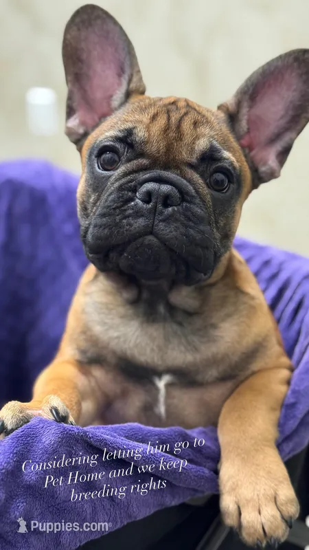 Bear – French Bulldog puppy for sale in Port Saint Lucie, FL