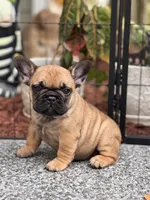 Bear, a male French Bulldog for sale in Port Saint Lucie, FL – Photo 3 of 5