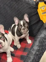 Mal, a female French Bulldog for sale in Port Saint Lucie, FL – 3 of 3