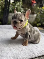 Perry, a male French Bulldog for sale in Port Saint Lucie, FL – 2 of 6