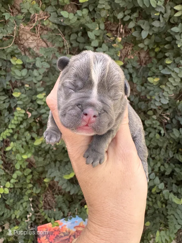 Snow White – French Bulldog puppy for sale in Port Saint Lucie, FL