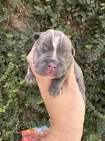 Snow White, a female French Bulldog for sale in Port Saint Lucie, FL – 1 of 1