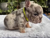 Perry, a male French Bulldog for sale in Port Saint Lucie, FL – 4 of 4
