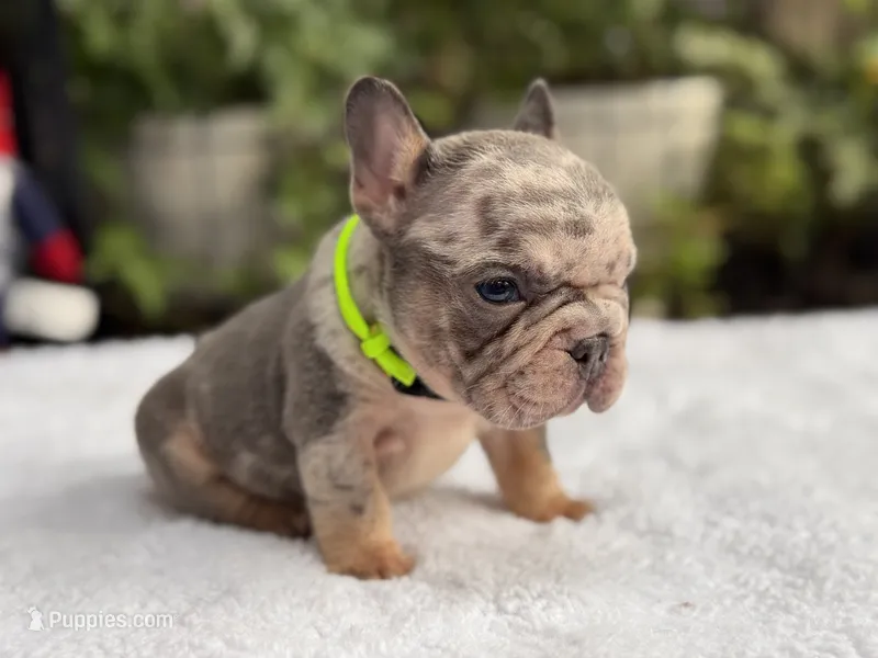 Taz  – French Bulldog puppy for sale in Port Saint Lucie, FL
