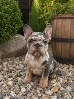 Taz , a male French Bulldog for sale in Port Saint Lucie, FL – 1 of 1