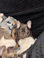 Rosco, a male French Bulldog for sale in Port Saint Lucie, FL – 2 of 3