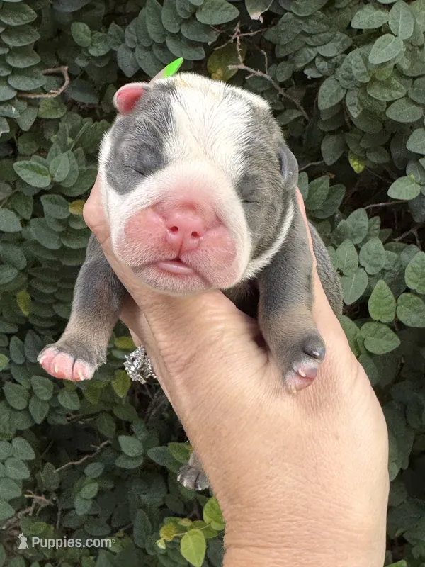 Blue Tri TWO  – English Bulldog puppy for sale in Port Saint Lucie, FL