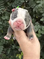 Blue Tri TWO , a male English Bulldog for sale in Port Saint Lucie, FL – 1 of 3