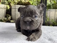 Fluffy Big Rope Blue and Tan , a male French Bulldog for sale in Port Saint Lucie, FL – 5 of 5