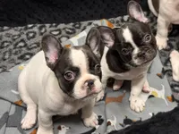 Queenie , a female French Bulldog for sale in Port Saint Lucie, FL – 3 of 3