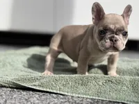 Glacier, a male French Bulldog for sale in Port Saint Lucie, FL – Photo 5 of 6