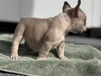 Glacier, a male French Bulldog for sale in Port Saint Lucie, FL – Photo 3 of 6