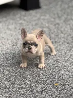 Glacier, a male French Bulldog for sale in Port Saint Lucie, FL – Photo 6 of 6