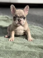 Glacier, a male French Bulldog for sale in Port Saint Lucie, FL – Photo 2 of 6