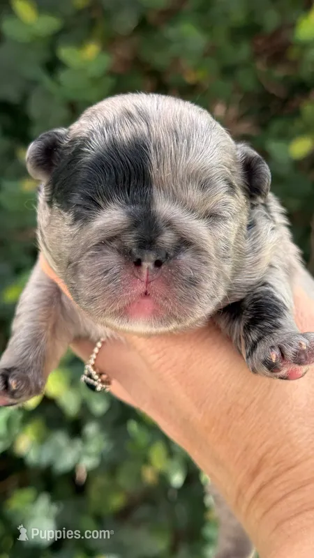 Fluffy Black and Tan Purple  – French Bulldog puppy for sale in Port Saint Lucie, FL