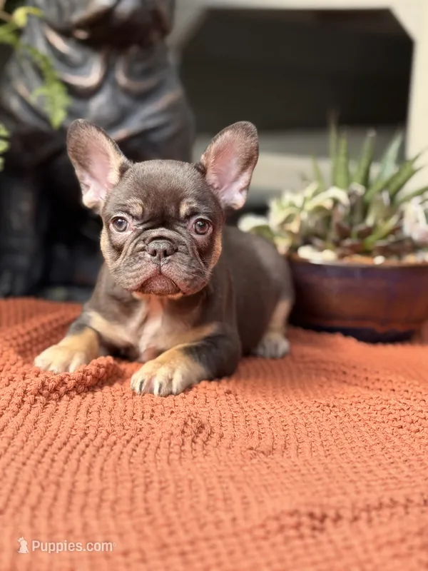 Violet – French Bulldog puppy for sale in Port Saint Lucie, FL