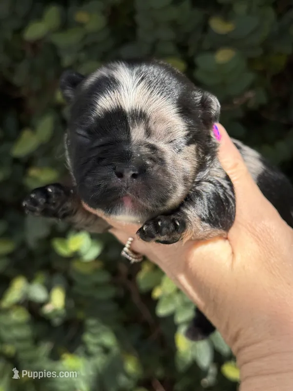 Fluffy Black and Tan Merle Pink – French Bulldog puppy for sale in Port Saint Lucie, FL