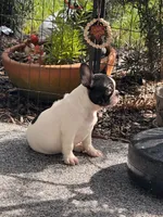 Cedar, a male French Bulldog for sale in Port Saint Lucie, FL – 6 of 8