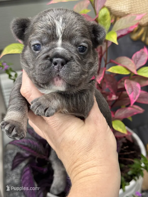 Snow White – French Bulldog puppy for sale in Port Saint Lucie, FL