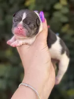 CypresS, a male French Bulldog for sale in Port Saint Lucie, FL – 2 of 3