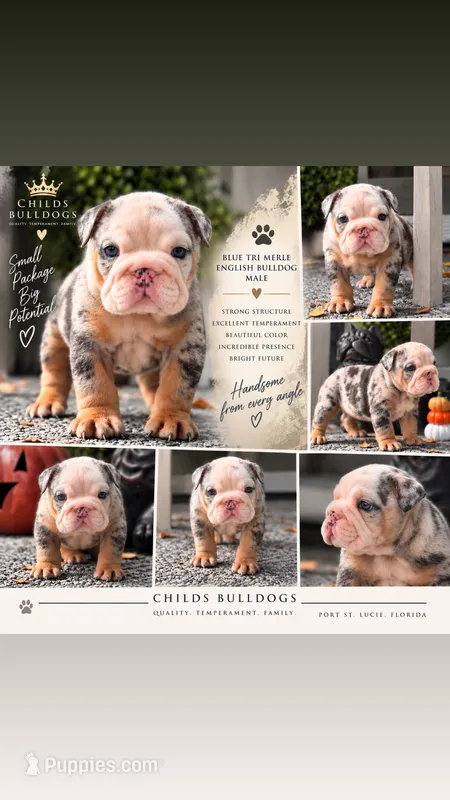 Blue Tri Merle  – English Bulldog puppy for sale in Port Saint Lucie, FL