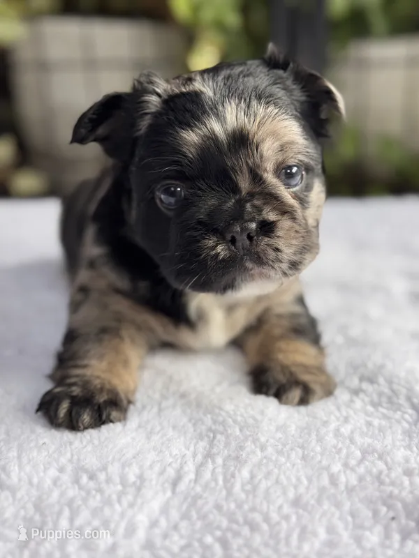 Fluffy Black and Tan Merle Pink – French Bulldog puppy for sale in Port Saint Lucie, FL