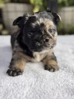 Fluffy Black and Tan Merle Pink, a female French Bulldog for sale in Port Saint Lucie, FL – 1 of 5