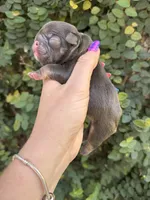 Violet, a female French Bulldog for sale in Port Saint Lucie, FL – 3 of 3