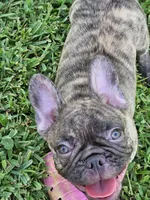 Captain Hook, a male French Bulldog for sale in Port Saint Lucie, FL – 3 of 4