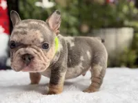 Taz , a male French Bulldog for sale in Port Saint Lucie, FL – 3 of 4