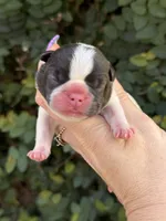 Cedar, a male French Bulldog for sale in Port Saint Lucie, FL – 1 of 2