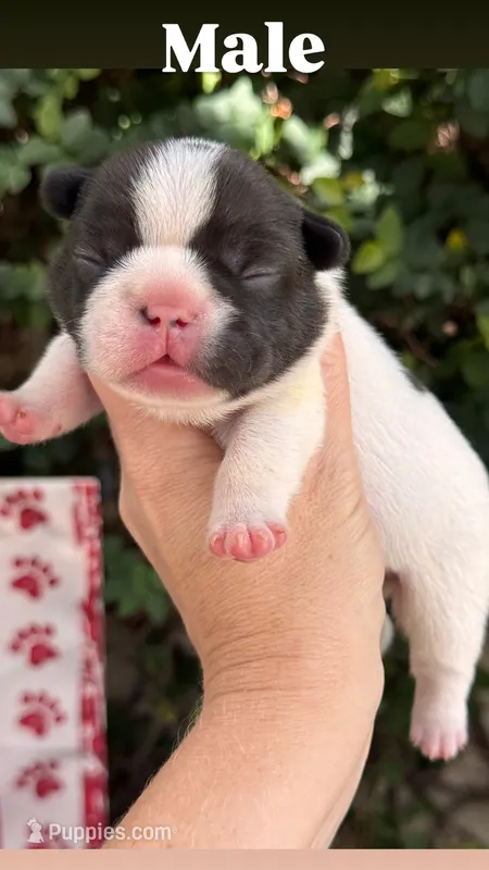 Cedar – French Bulldog puppy for sale in Port Saint Lucie, FL