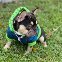 PJ, a male French Bulldog for sale in Port Saint Lucie, FL – Photo 4 of 4