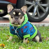 PJ, a male French Bulldog for sale in Port Saint Lucie, FL – Photo 2 of 4