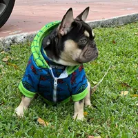 PJ, a male French Bulldog for sale in Port Saint Lucie, FL – Photo 3 of 4
