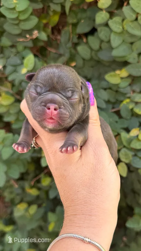 Violet – French Bulldog puppy for sale in Port Saint Lucie, FL