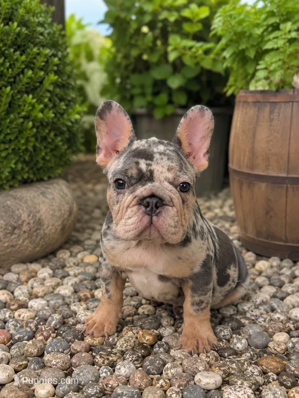Perry – French Bulldog puppy for sale in Port Saint Lucie, FL