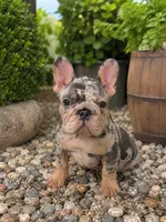 Perry, a male French Bulldog for sale in Port Saint Lucie, FL – 2 of 4