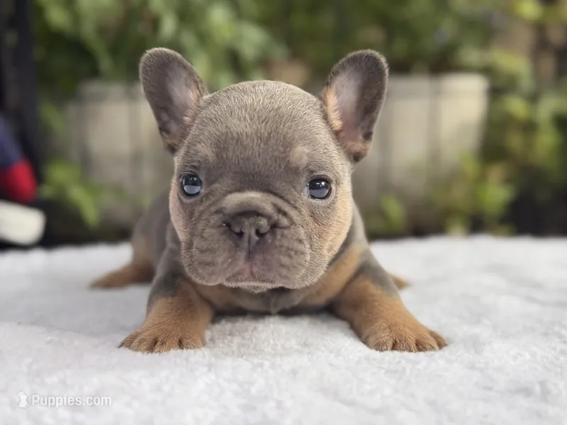 Diamond  – French Bulldog puppy for sale in Port Saint Lucie, FL